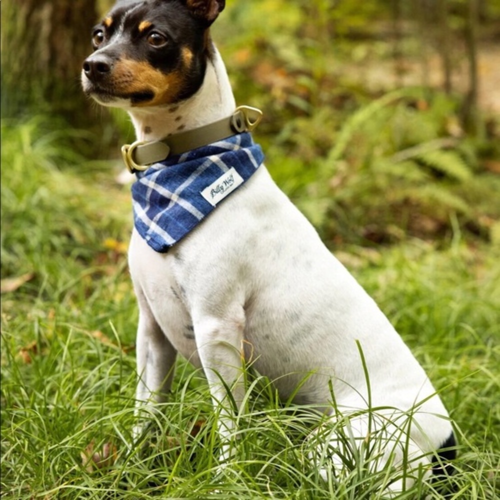Anthropologie-BILLY WOLF -NASH DOG BANDANA -Large